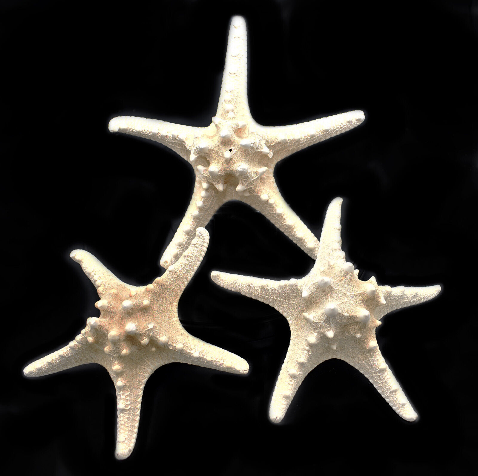12 X-Large Knobby White Starfish 6\