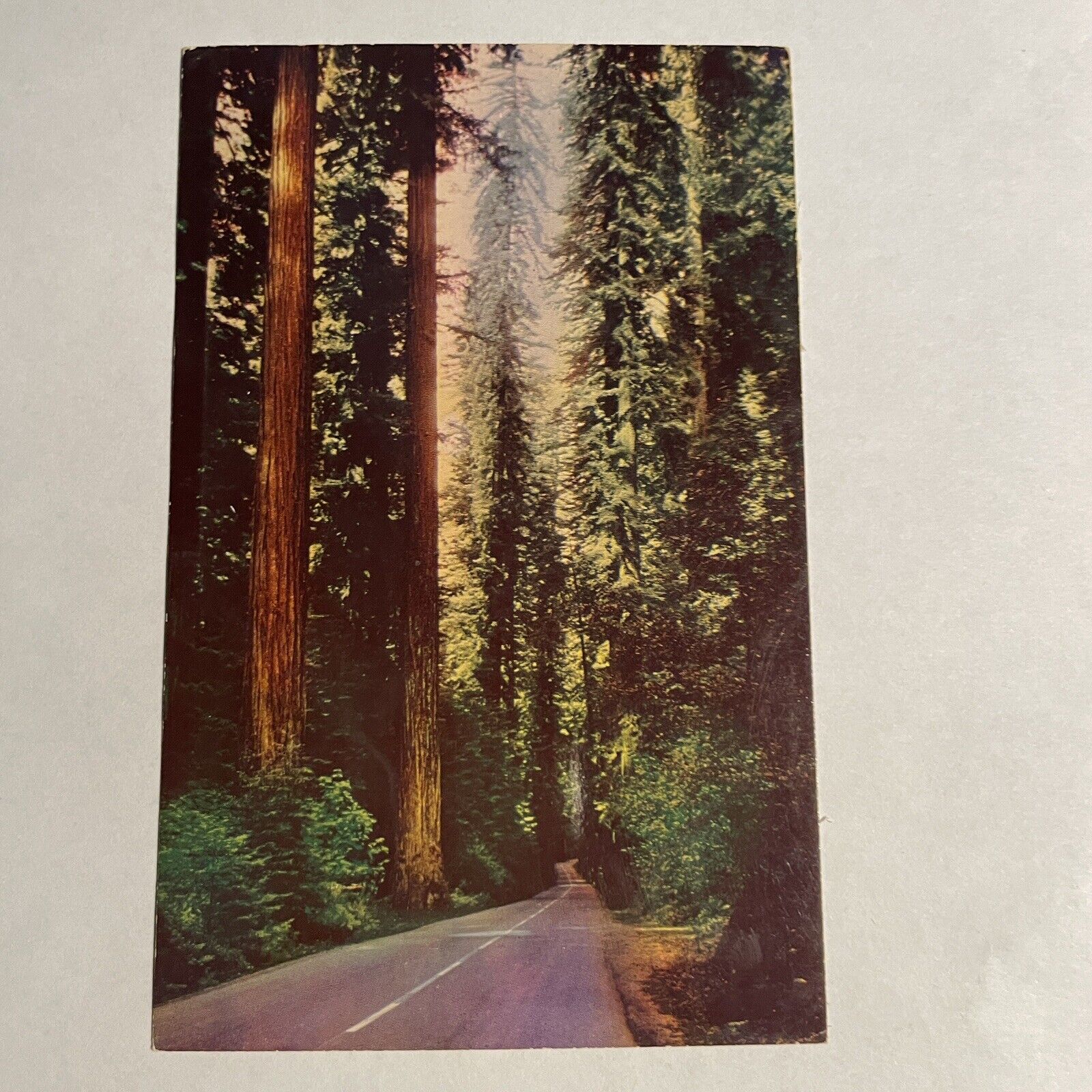 Avenue Of Giants Redwood Highway California with Sempervirens Vintage Postcard