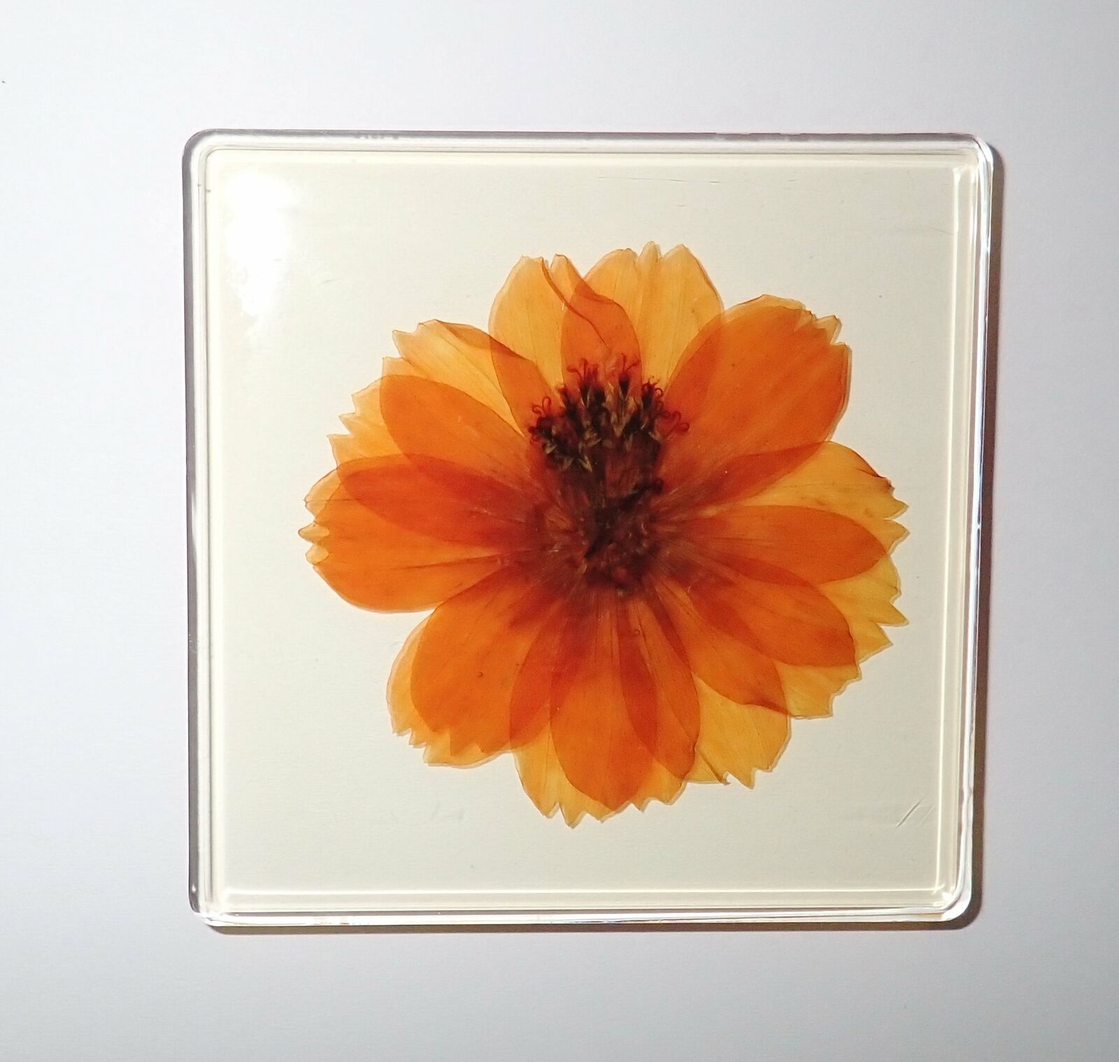Yellow Cosmos Flower Specimen in 75 mm Amber Clear Square Lucite Slide SS75A
