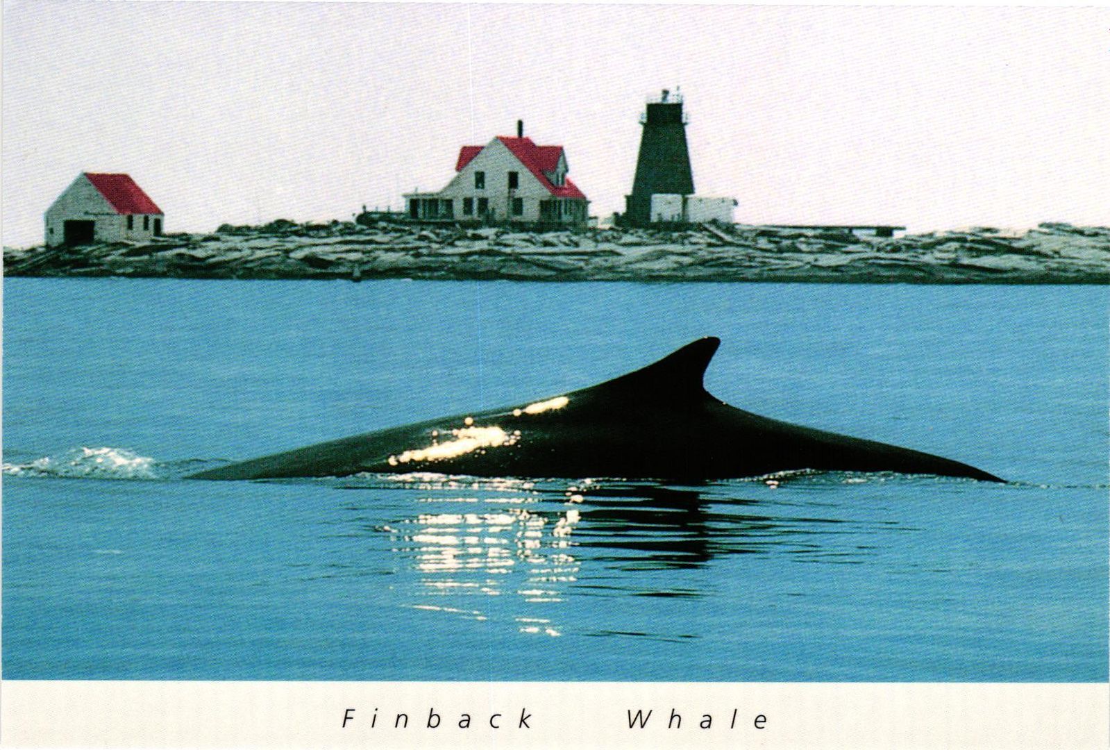 Vintage Postcard 4x6- Finback Whale. 1960-80s