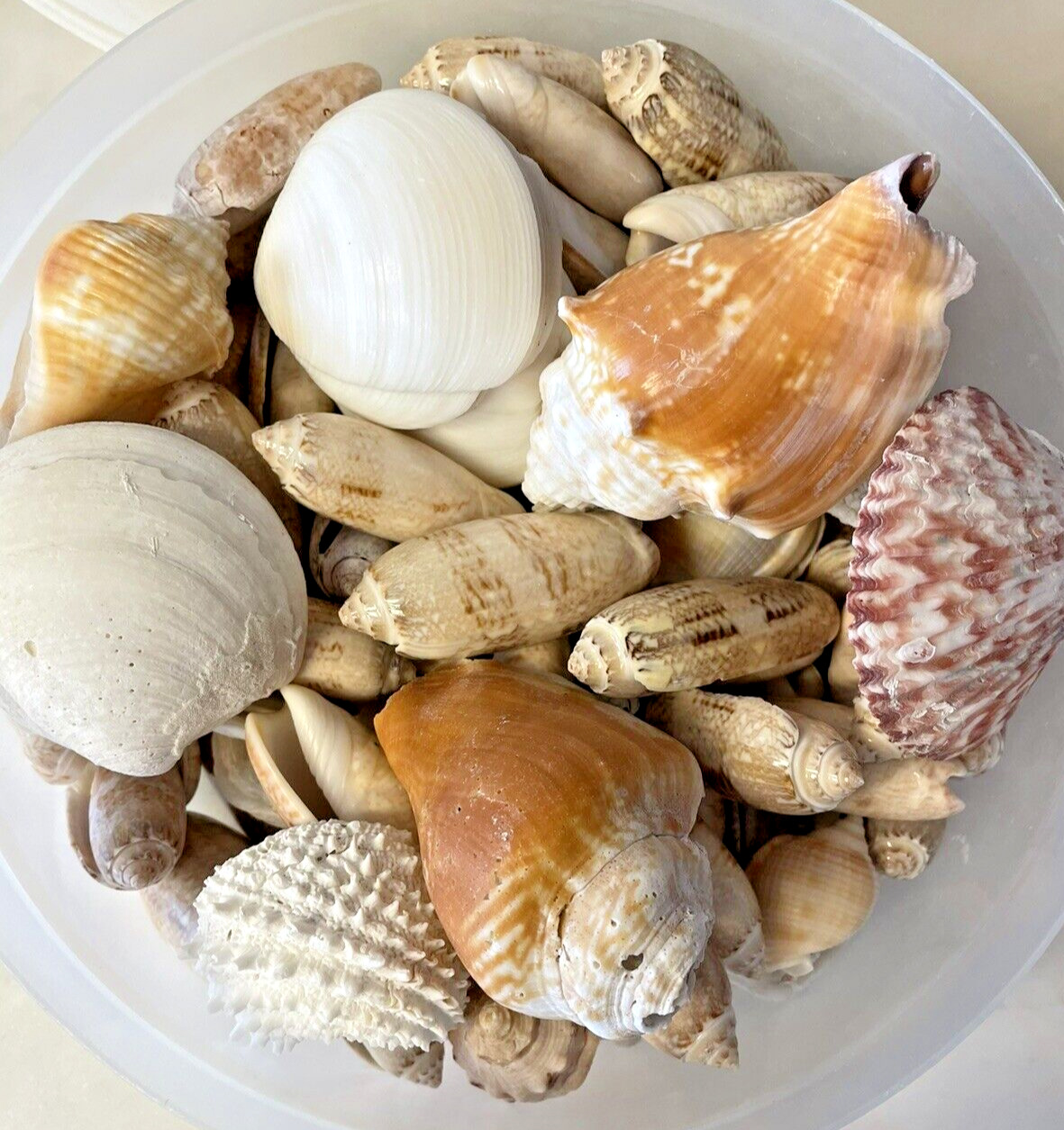 Seashells For Crafts or Display 3+ lbs Mixed Lot Nautical Beach House Sea Life