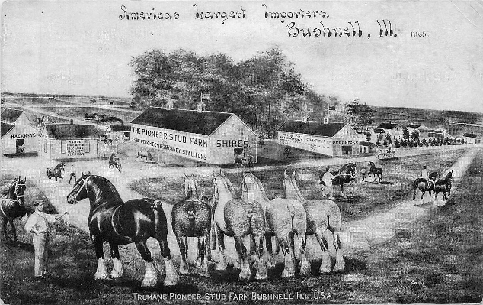 Postcard Illinois Bushnell Truman's Pioneer Stud Farm advertising 23-6186