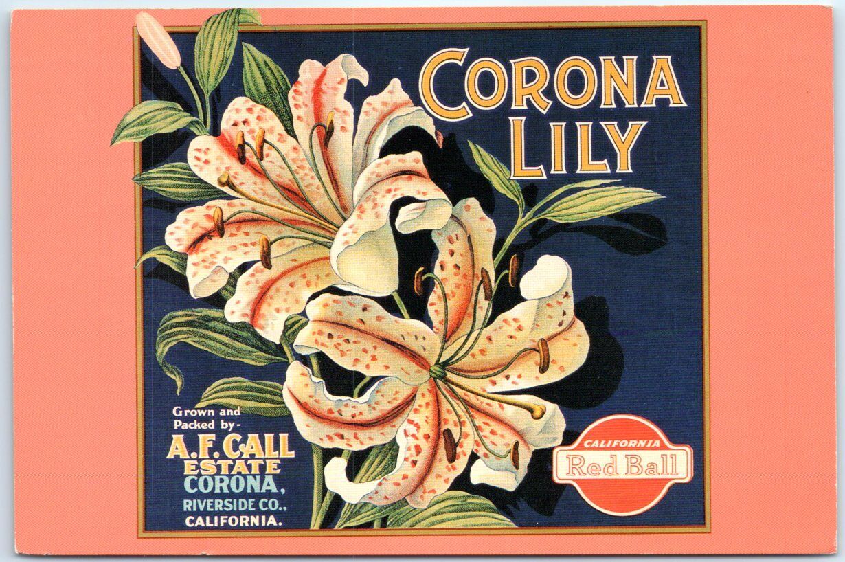 Postcard - Corona Lily ca. 1910