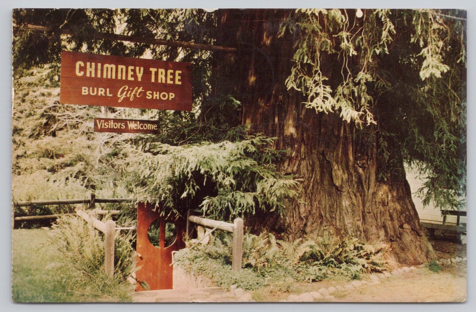 Leggett California, Chimney Tree Gift Shop, Redwood Highway, Vintage Postcard