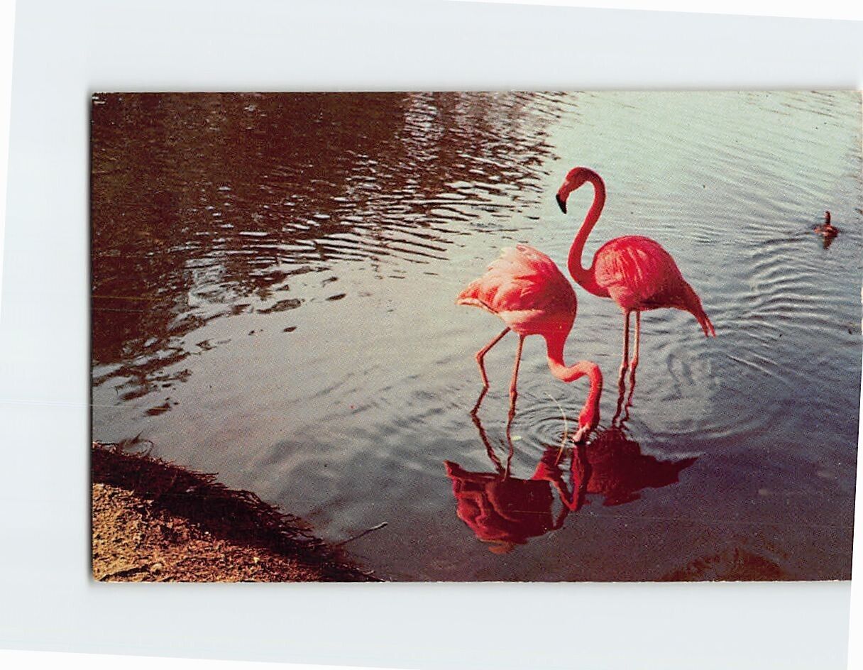 Postcard Beautiful Flamingos
