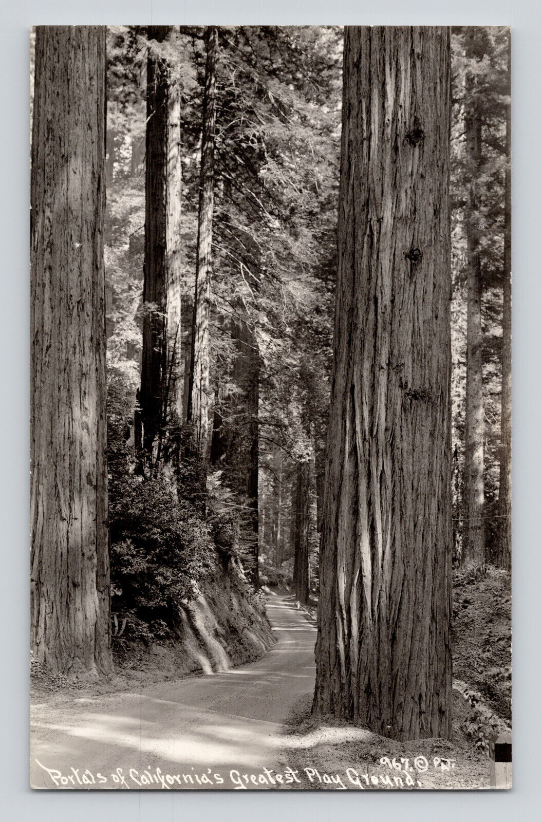 Postcard RPPC California Redwood Highway Path Sun Light 1930s Patterson 967