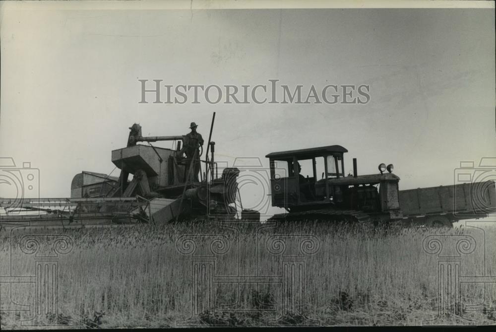 1950 Press Photo Harvest Scene - spa50841