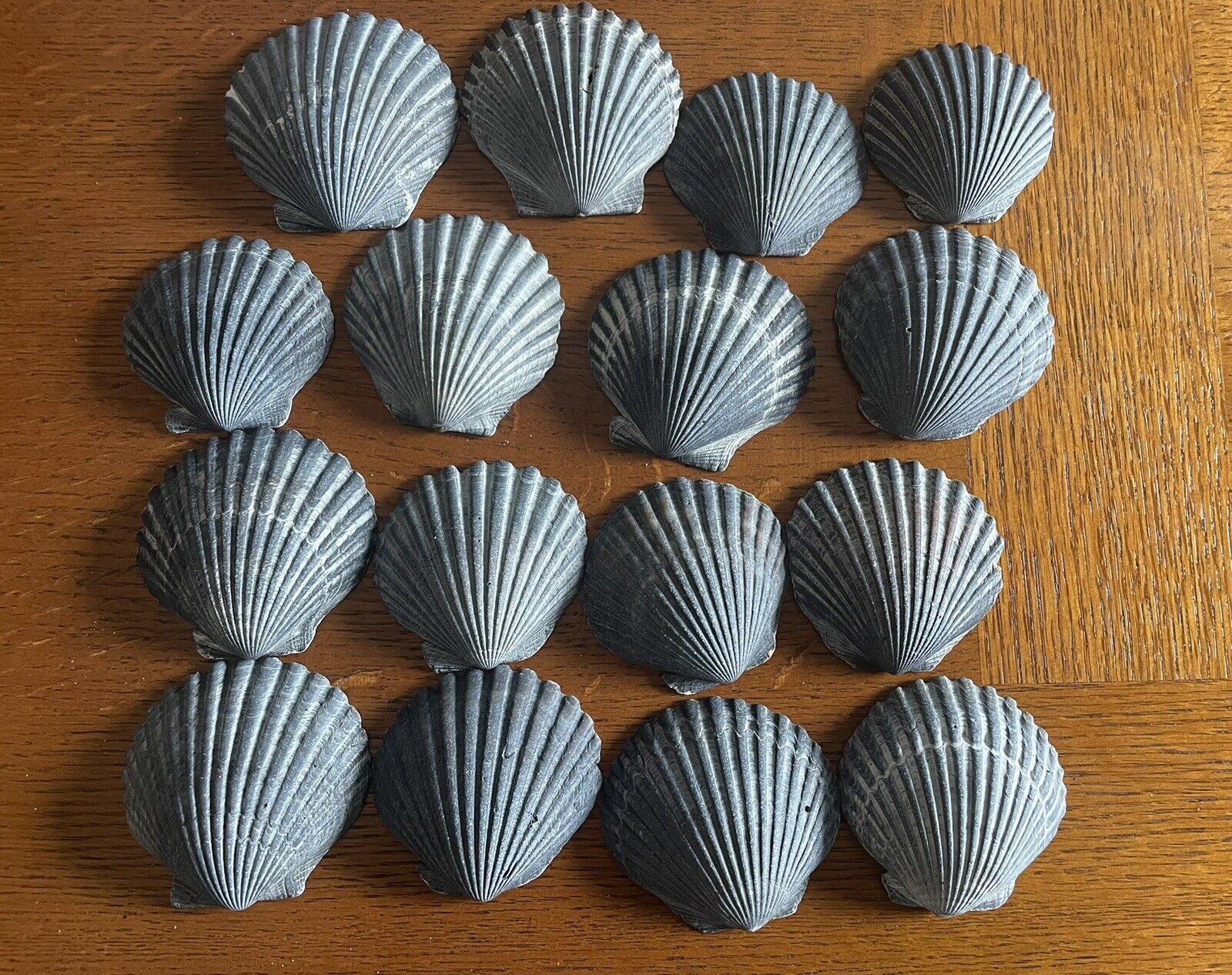 Lot of 16 Grey/Blue Scallop Mid-Atlantic Beach Crafting Seashells 2”-2.5\