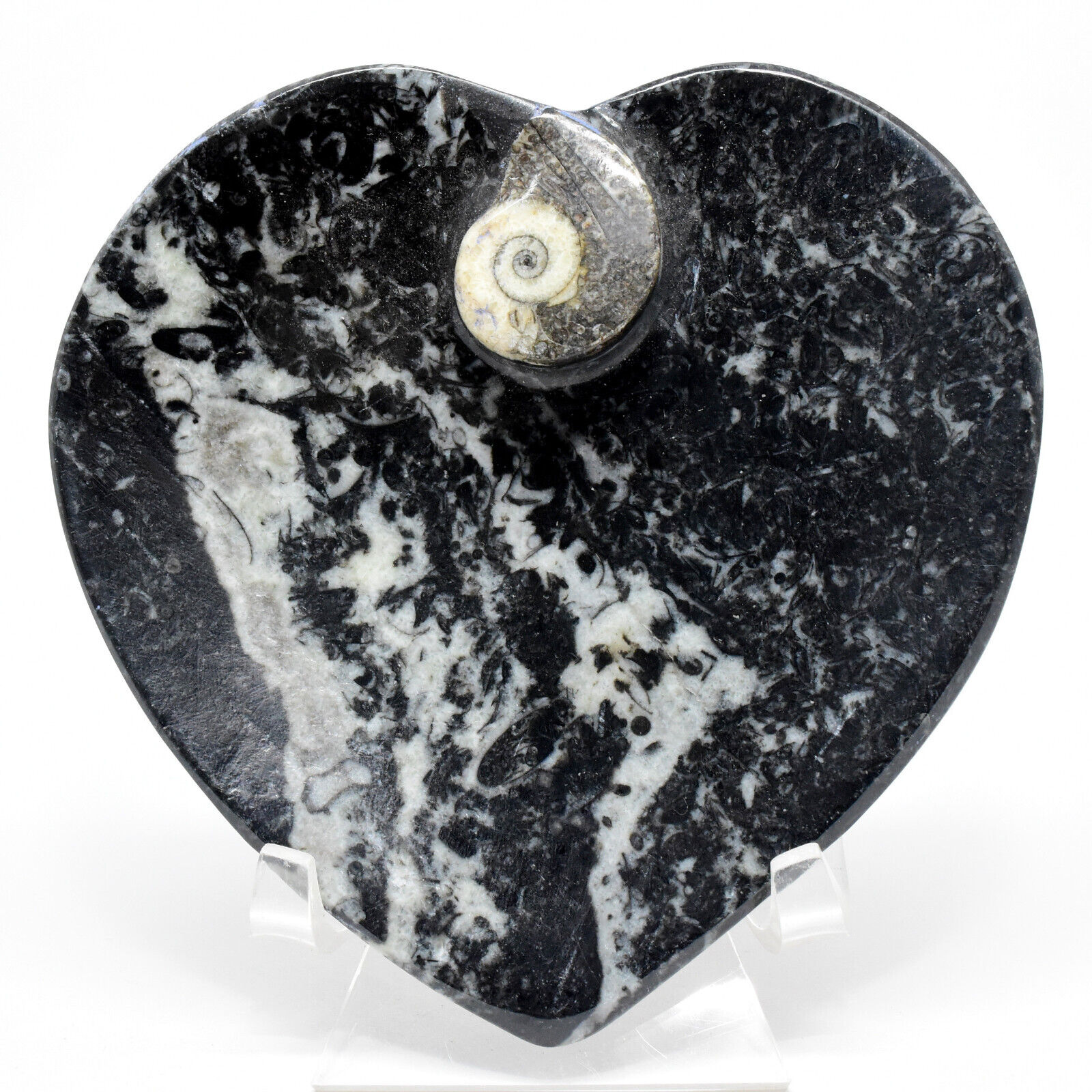 170g Orthoceras Bowl Ammonite Heart-Shaped Fossil Seashell Mineral Dish Morocco