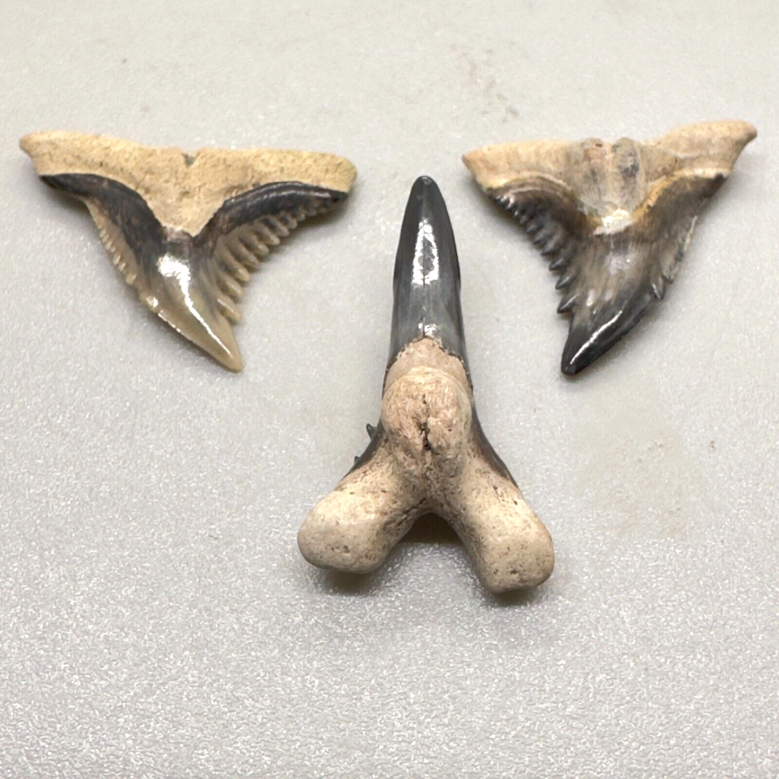 Quality Oligocene sharply serrated Fossil EXTINCT SNAGGLETOOTH Shark Teeth- FL