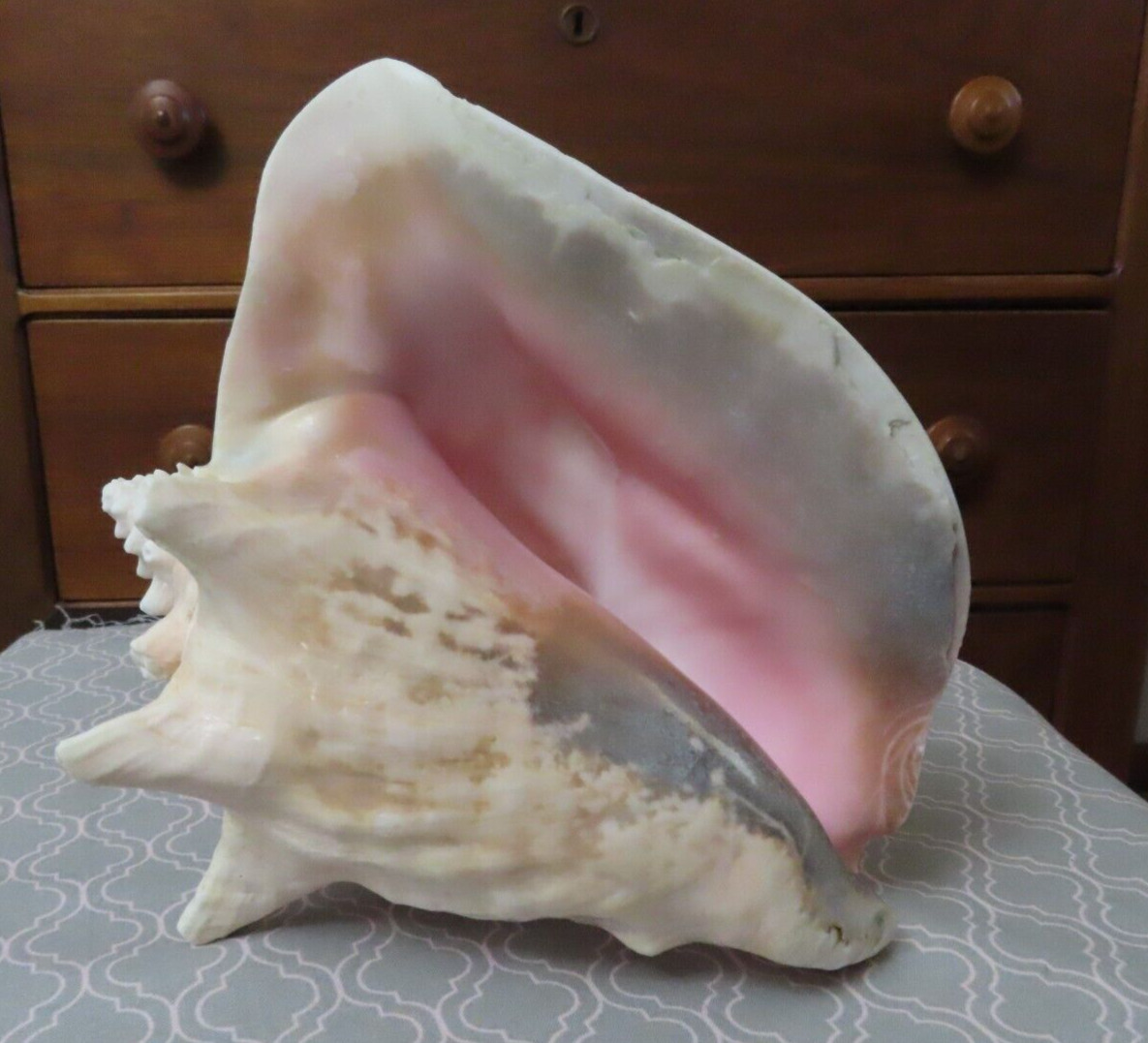 Vintage Huge Giant Conch 9” Plus Pink inside Early 1960's