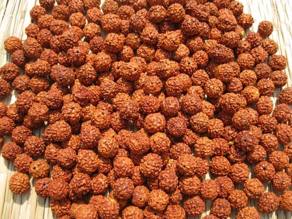 111 pc Loose Rudraksha Seeds Beads Nepal Origin, Natural 5 Mukhi 8 mm, 