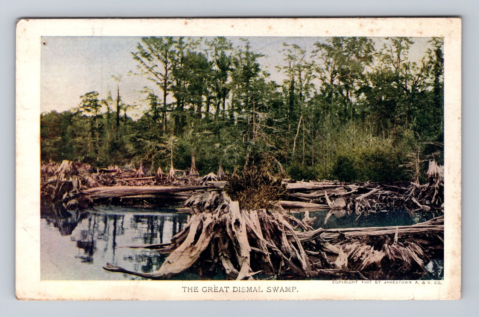 Jamestown Virginia 1907 Exposition, Great Dismal Swamp #154 Vintage Postcard