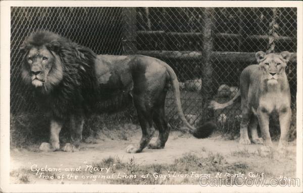RPPC El Monte,CA Cyclone and Mary,Two of the original lions at Gay\'s Lion Farm