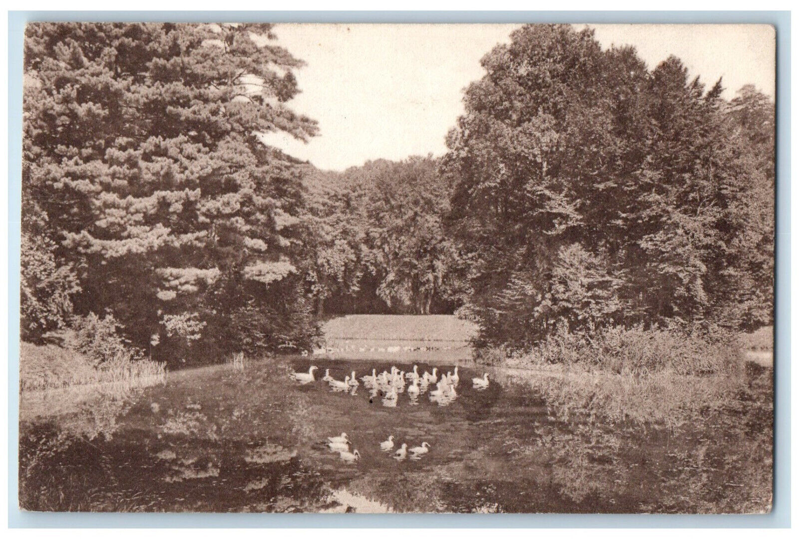 Körmend Vas Hungary Postcard Scene of Ducks Walking on the Road 1923 Posted