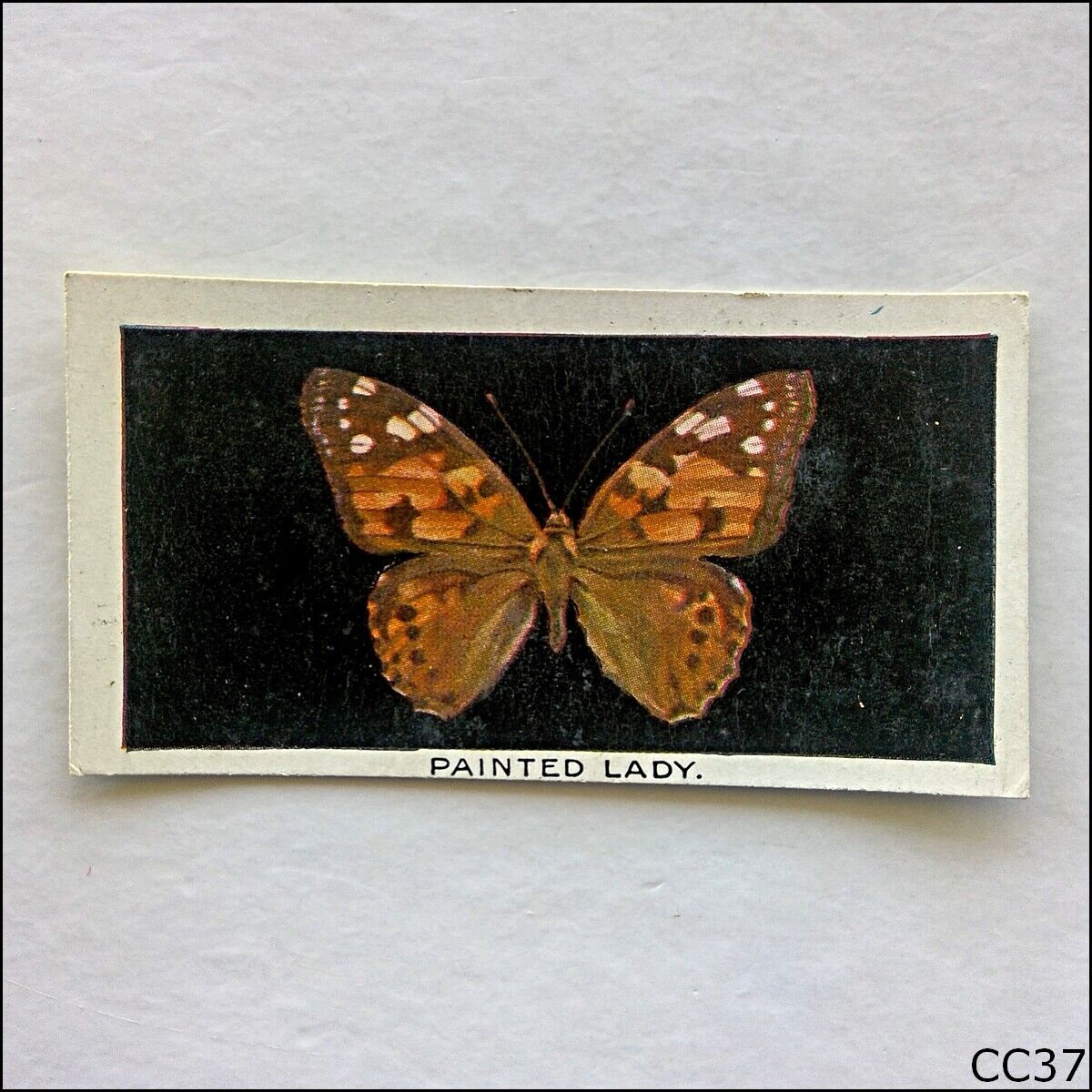 Abdulla British Butterflies #7 Painted Lady 1935 Cigarette Card (CC37)