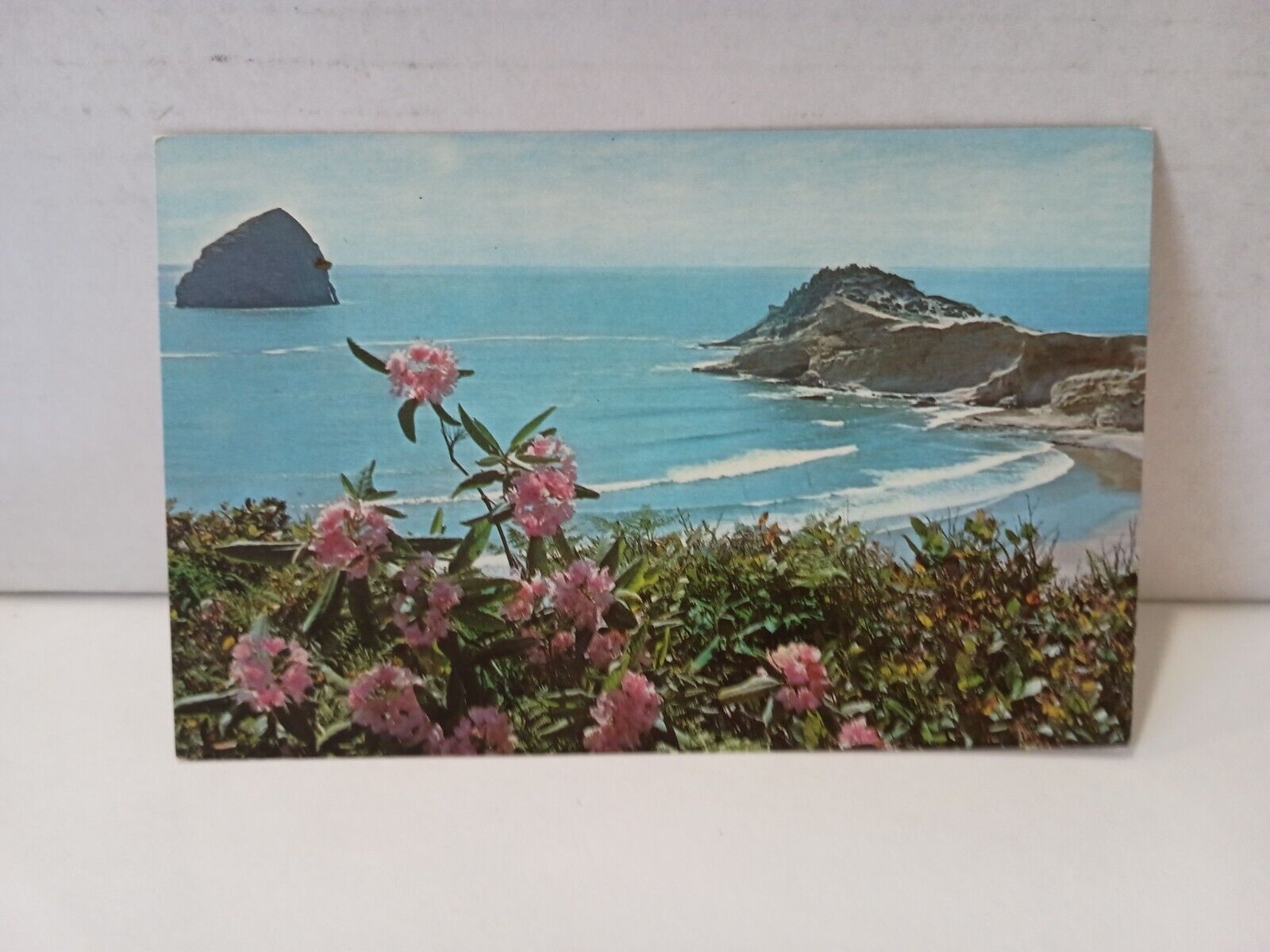 Postcard Oregon Coast Rhododendron  102191