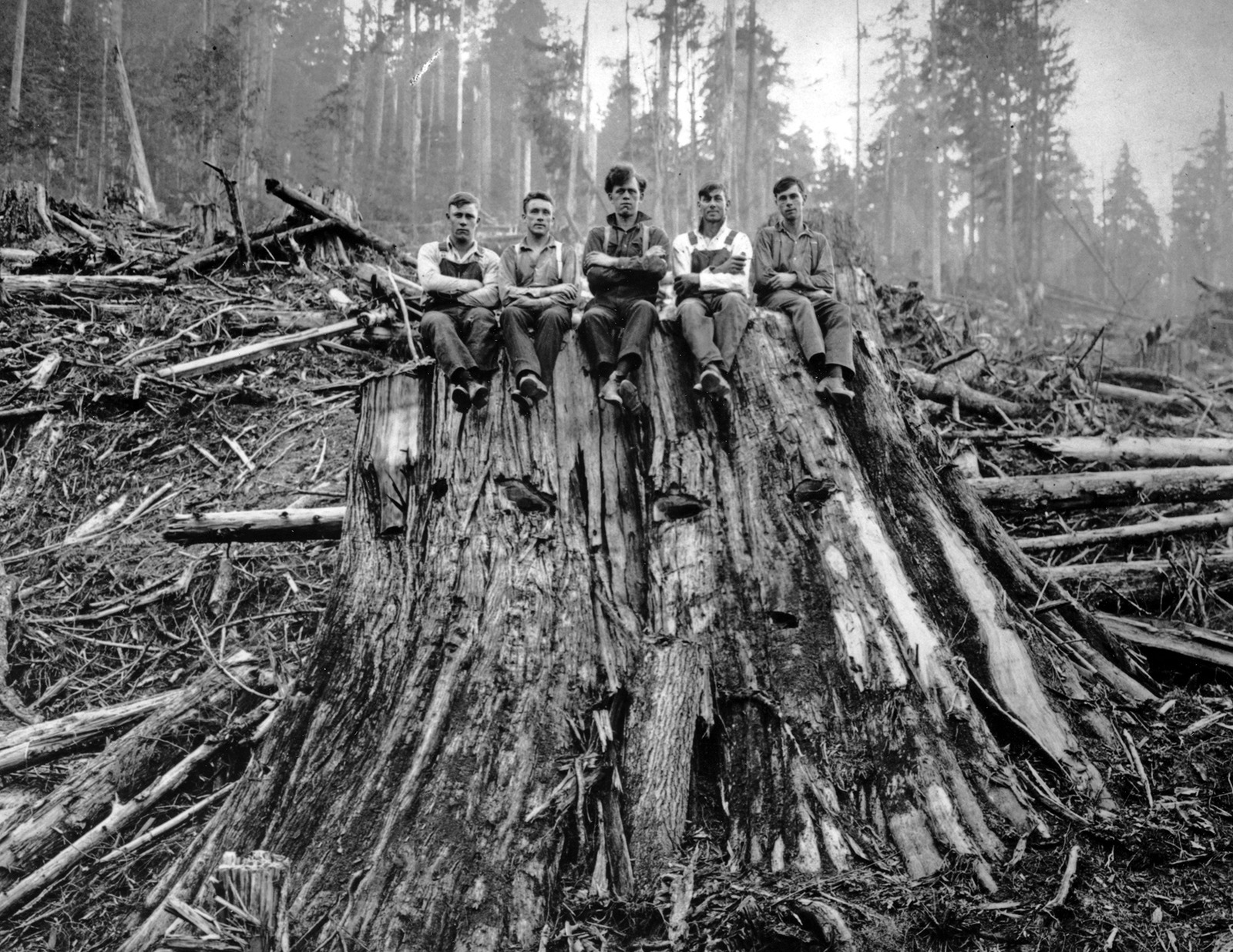 1925 Loggers Sitting on Cedar Stump WA Old Vintage Photo 8.5\
