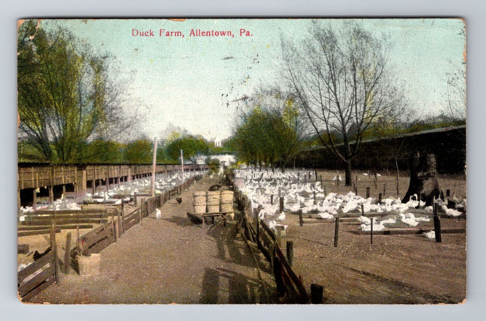 Allentown PA-Pennsylvania, Duck Farm, Antique Vintage c1910 Souvenir Postcard