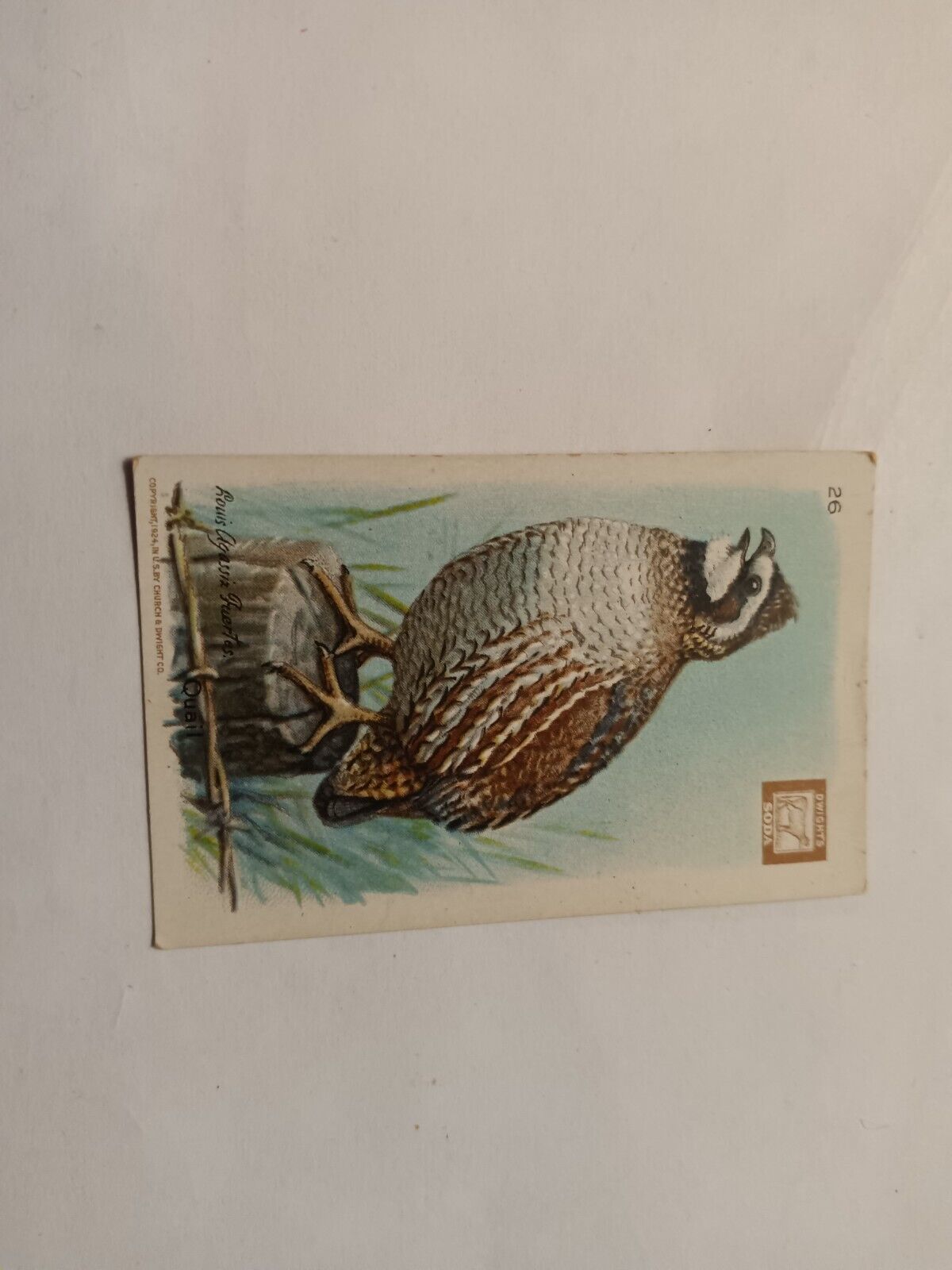 Vintage Church & Dwight's Soda Birds Series 4 Card No 26 Quail