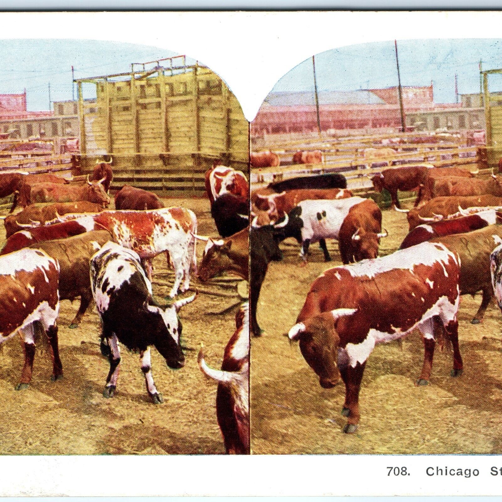 c1900s Chicago Stock Yards Cattle Cow Livestock Market Color Stereo Card V19