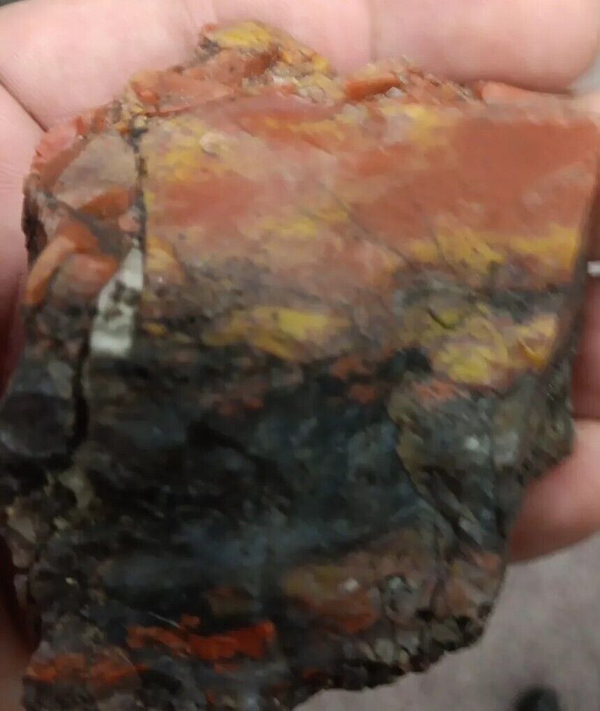 Volcanic Petrified Wood Limb Cast Orange Red Yellow Rare Rough Display Utah