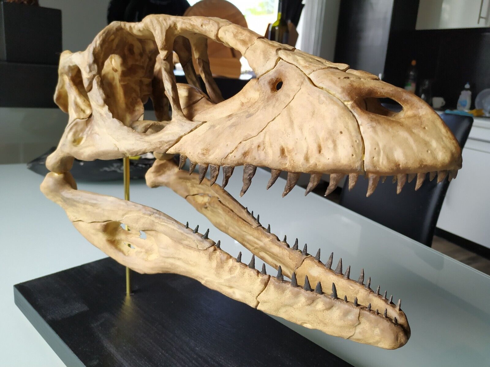 3d printed Deinonychus  head skull skeleton dinosaur