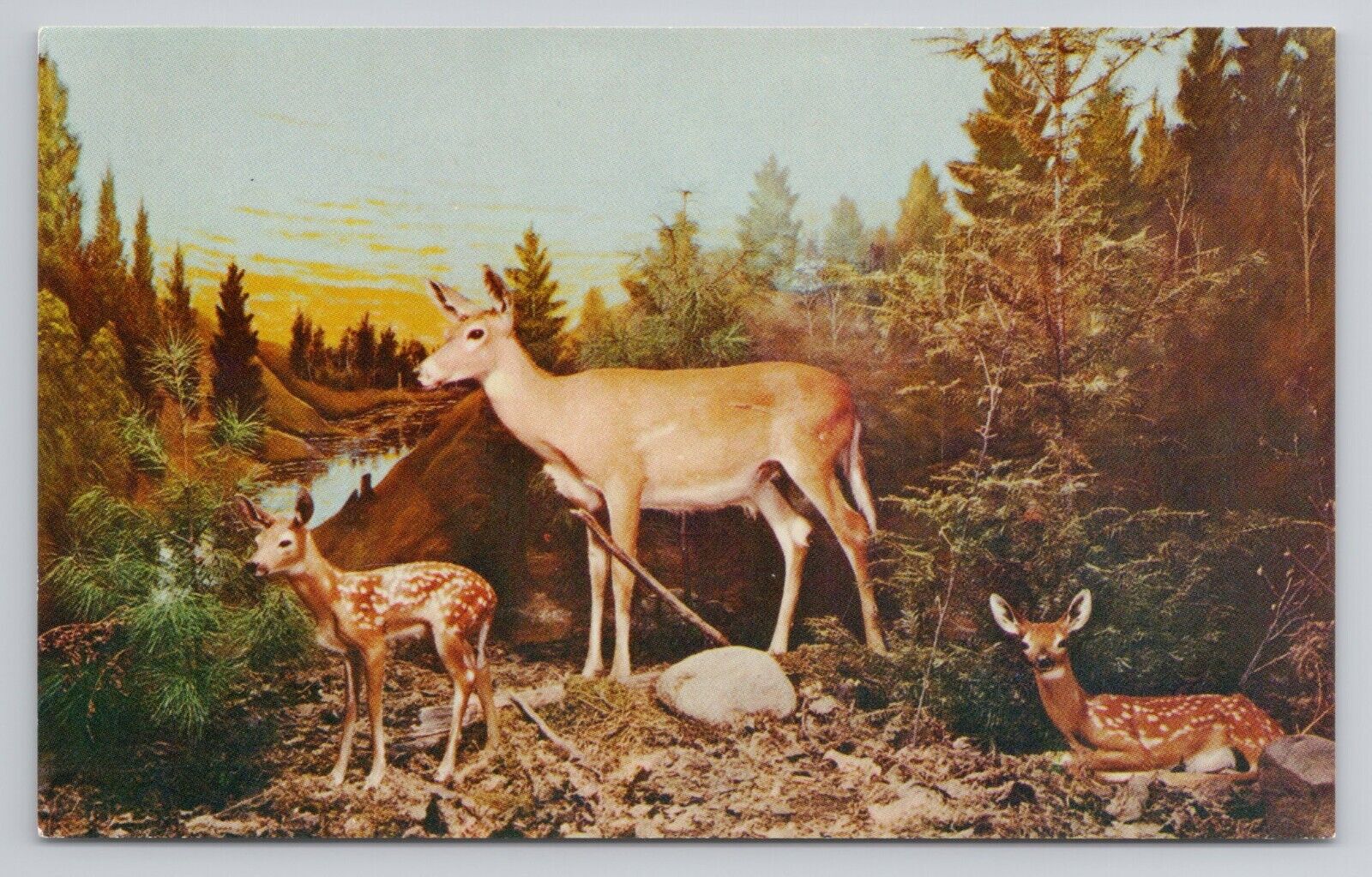 Postcard Whitetail Doe & her Two Fawns Underground Forest  Michigan