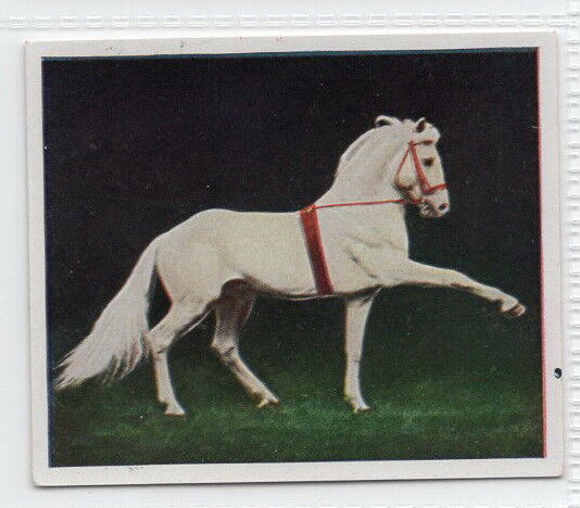 1935 Card Circus Horse DOHEOS White Wingless Pegasus Ringling Bros Barnum Bailey