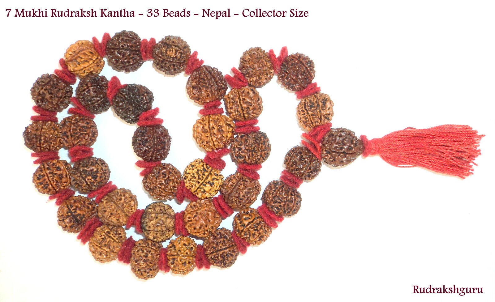 7 Mukhi Rudraksh Kantha / MahaLaxmi Mala - 33 bead - Nepal - Collector Size