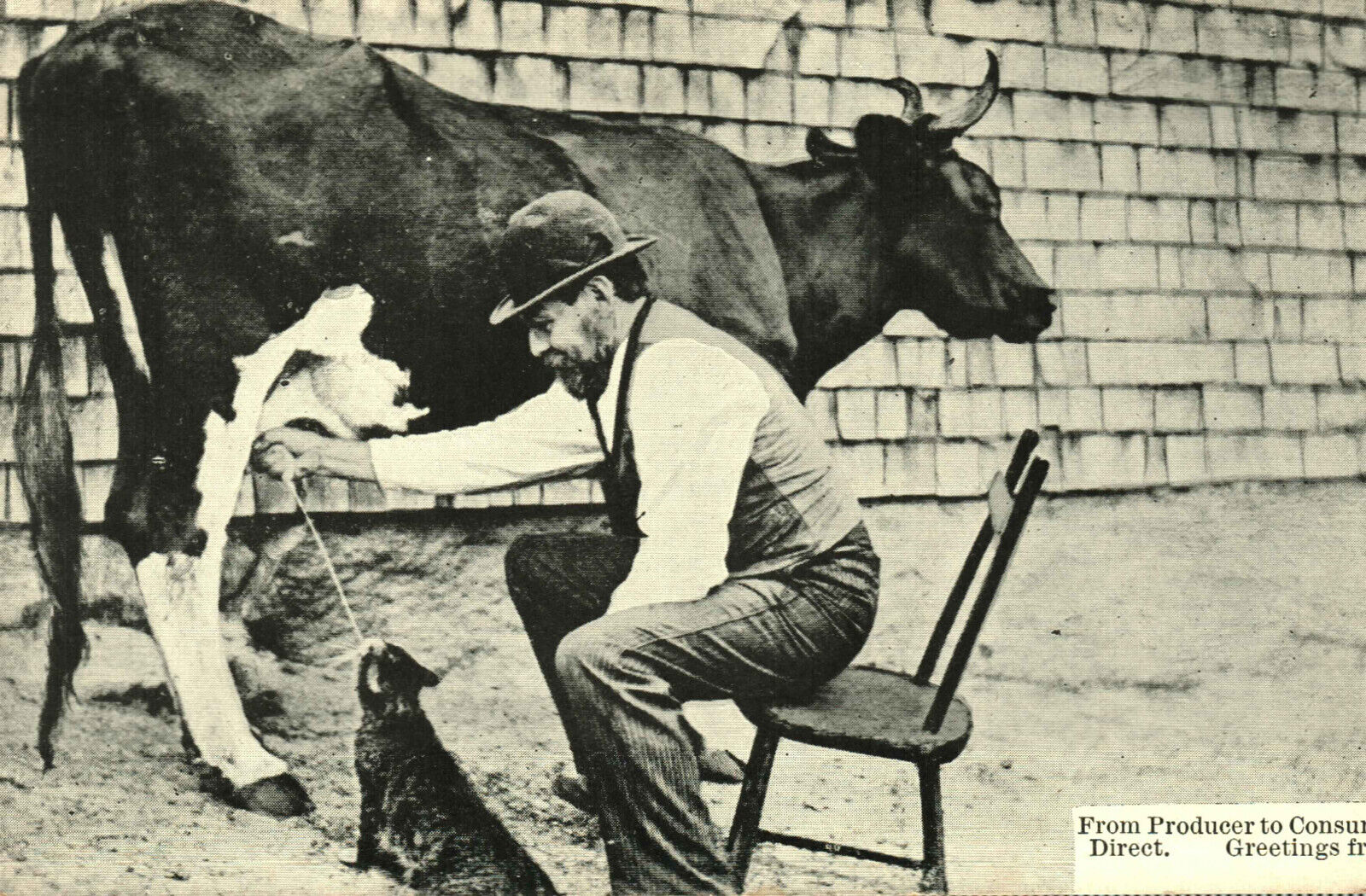 Postcard Animals Man Milking A Cow Directly Feeding A Cat Divided Back