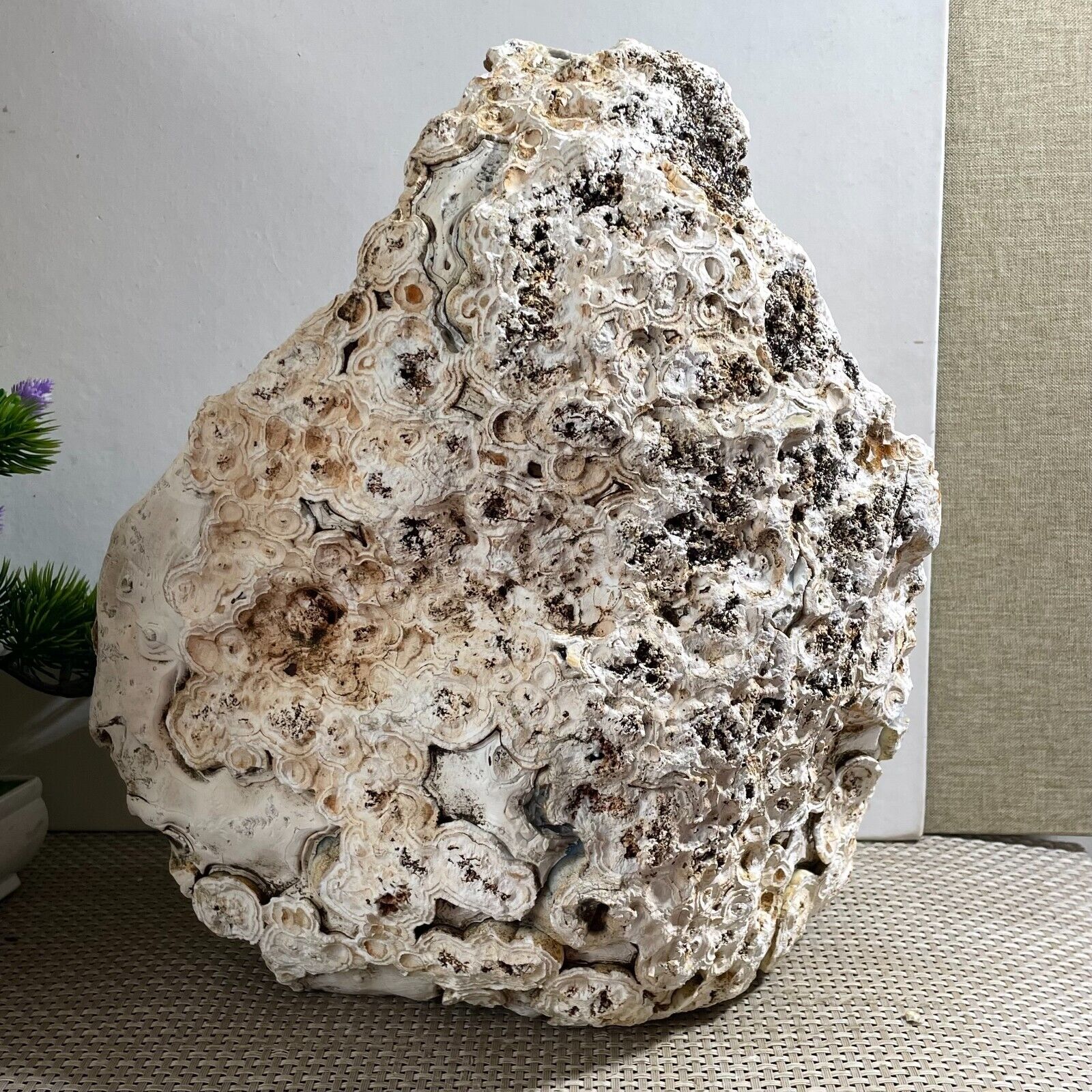 Bonsai Suiseki-Natural Gobi Agate Eyes Stone-Rare Stunning Viewing 14kg