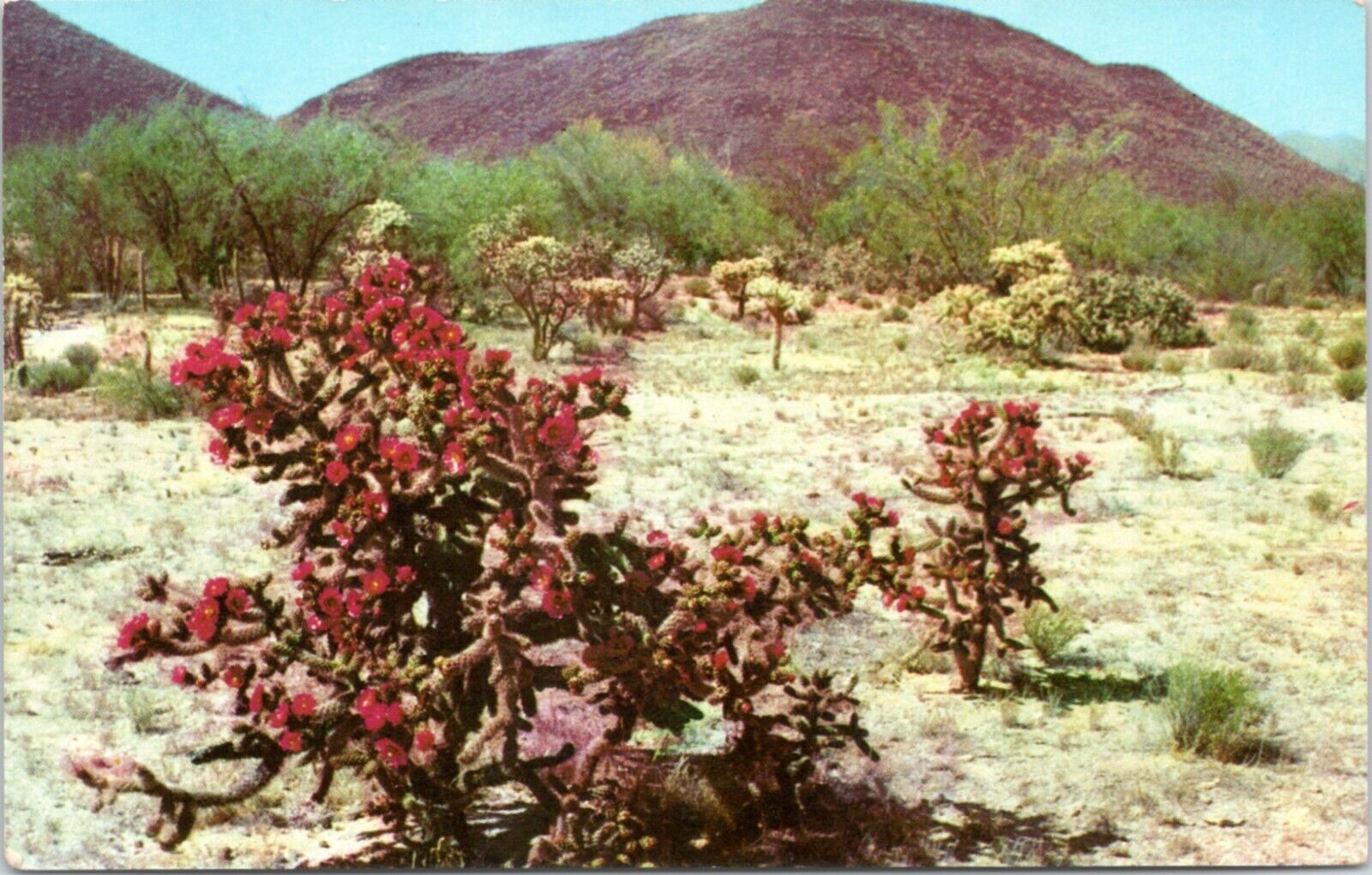 postcard - Red Staghorn Cholla on the Desert