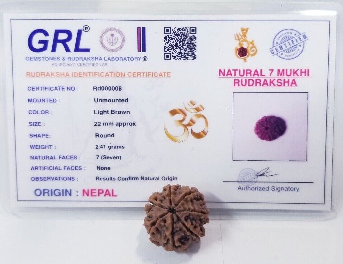 Gemstones & Rudraksha Laboratory Natural 7 Mukhi Rudraksha *Loose 