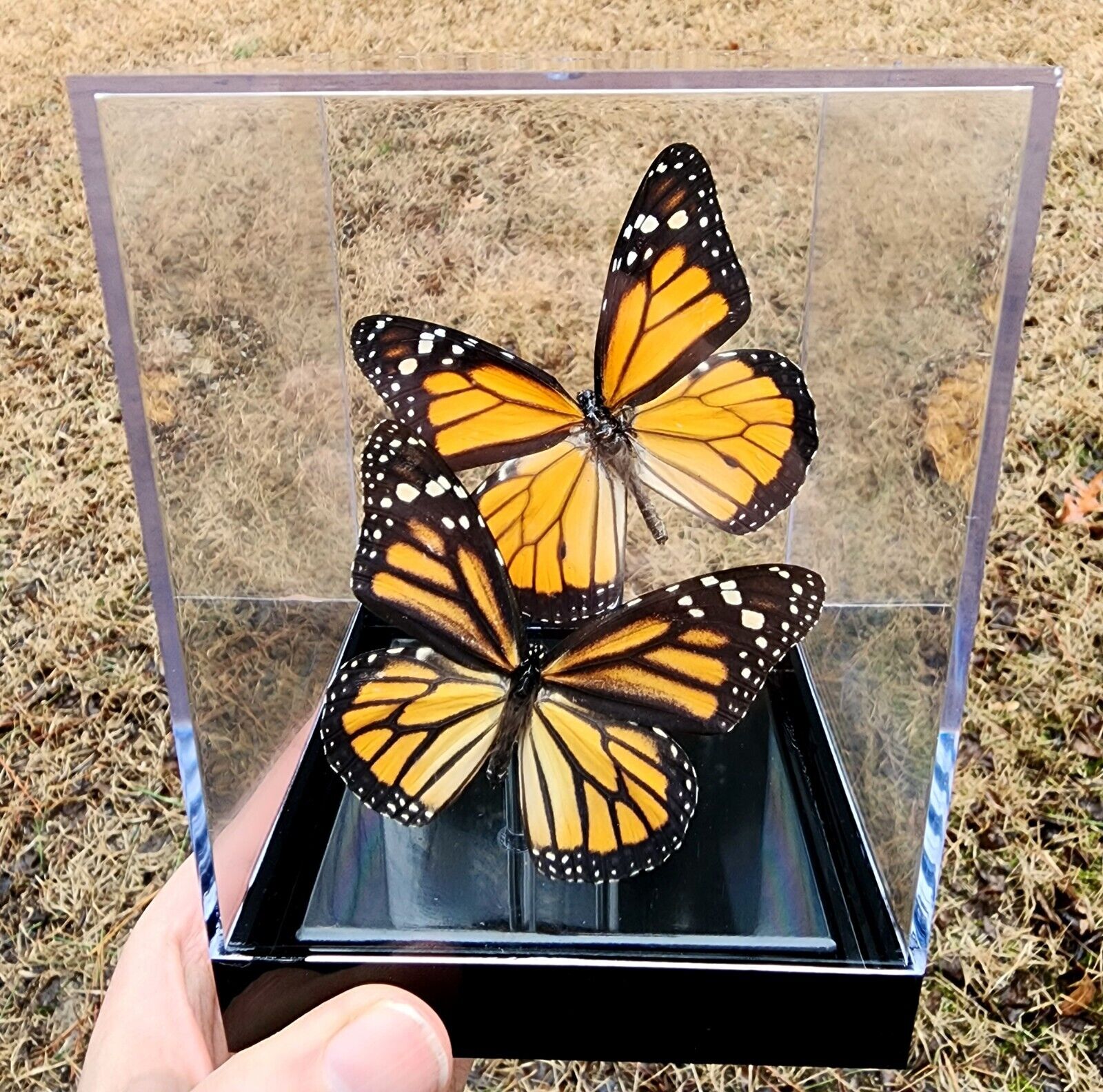 Real 3D Framed Butterflies: Monarch PAIR Butterflies - Table Top