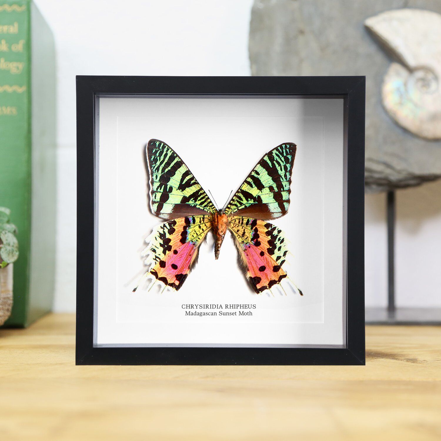 Madagascan Sunset Moth (Ventral Side) - Handcrafted Entomology Frame