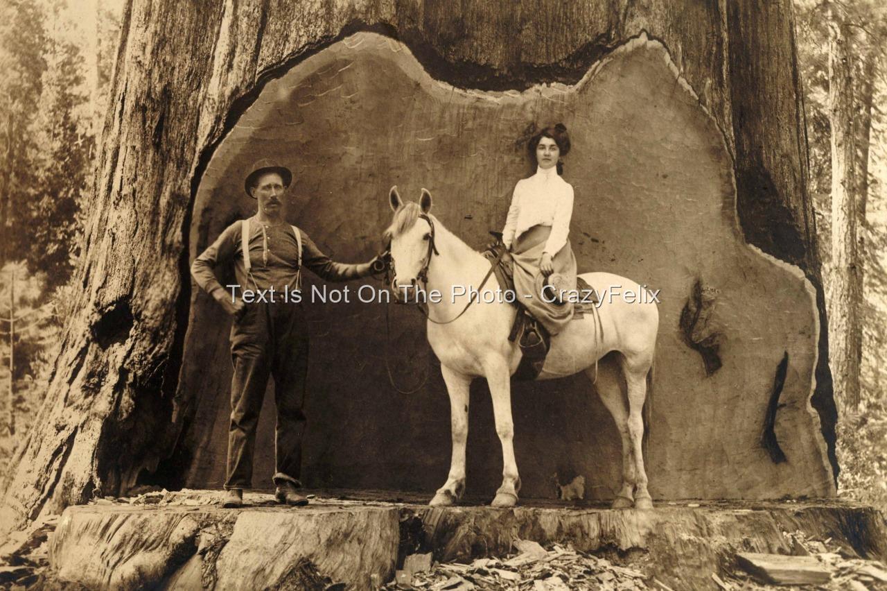 Logger Cut Redwood Tree 1905 Photograph California Loggers Vintage Photo E088