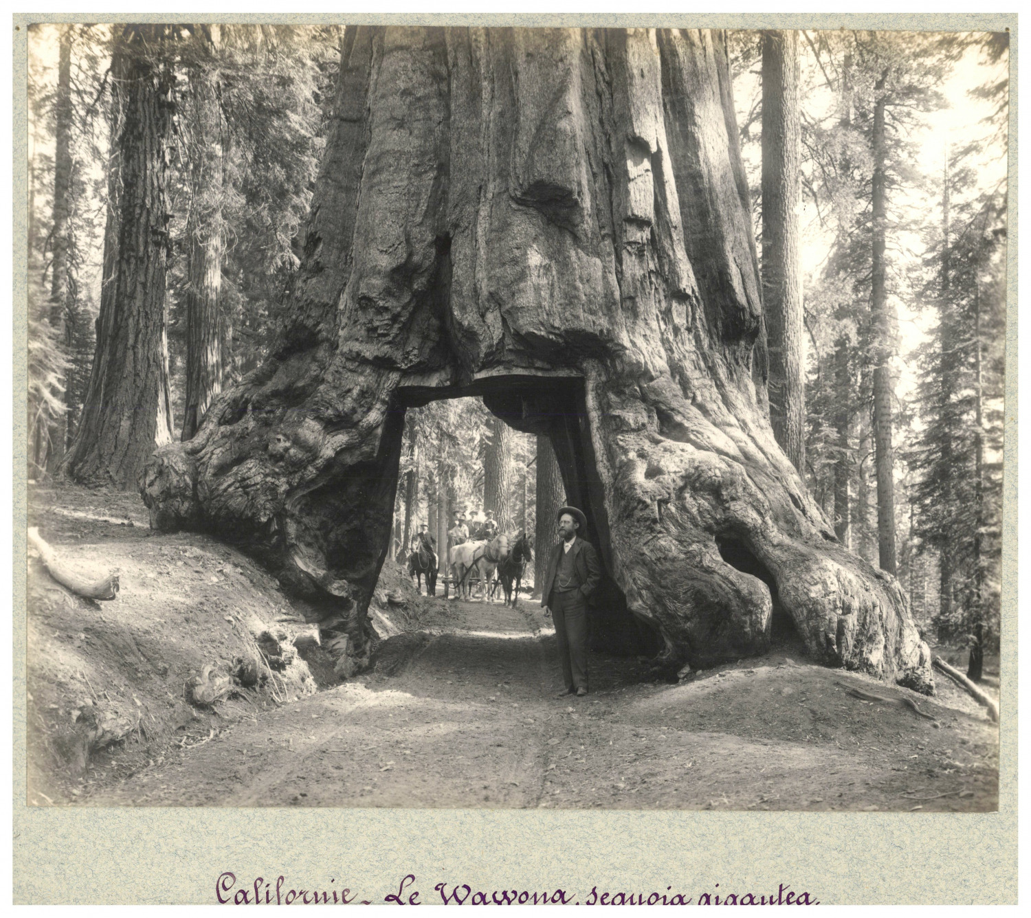 California, The Wawona, Vintage Print Giant Sequoia, Silver Print 21.5