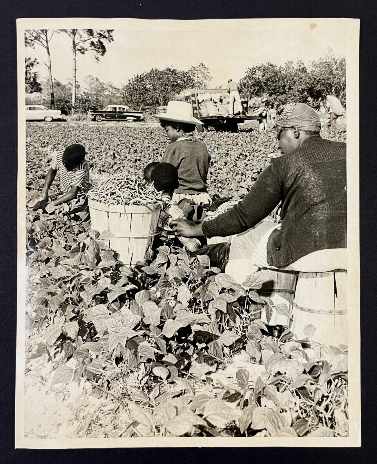 1960 Pompano Beach Florida Migrant Family Picking Beans Children VTG Press Photo