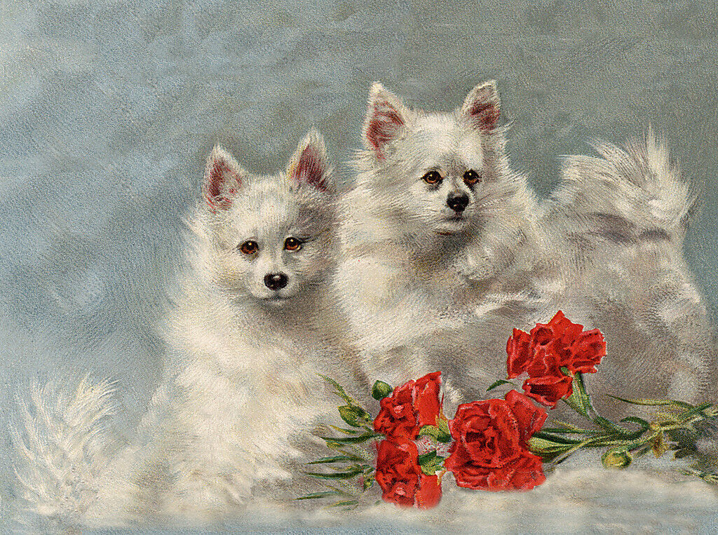 POMERANIAN SPITZ CHARMING DOG GREETINGS NOTE CARD TWO BEAUTIFUL DOGS AND FLOWERS