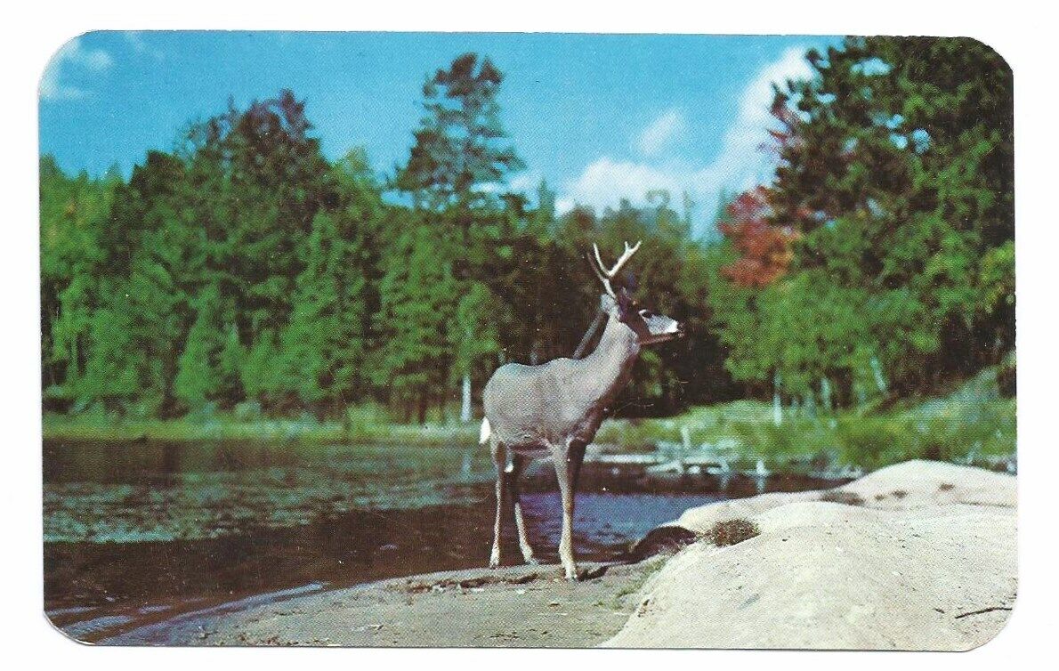 Scenic Deer Postcard Vacationland Vintage