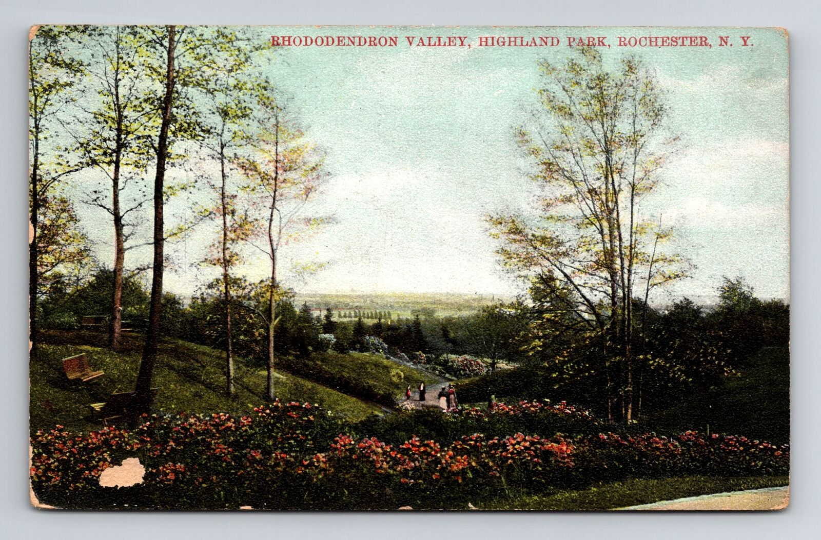 Rochester NY-New York, Highland Park, Rhododendron Valley, Vintage Postcard