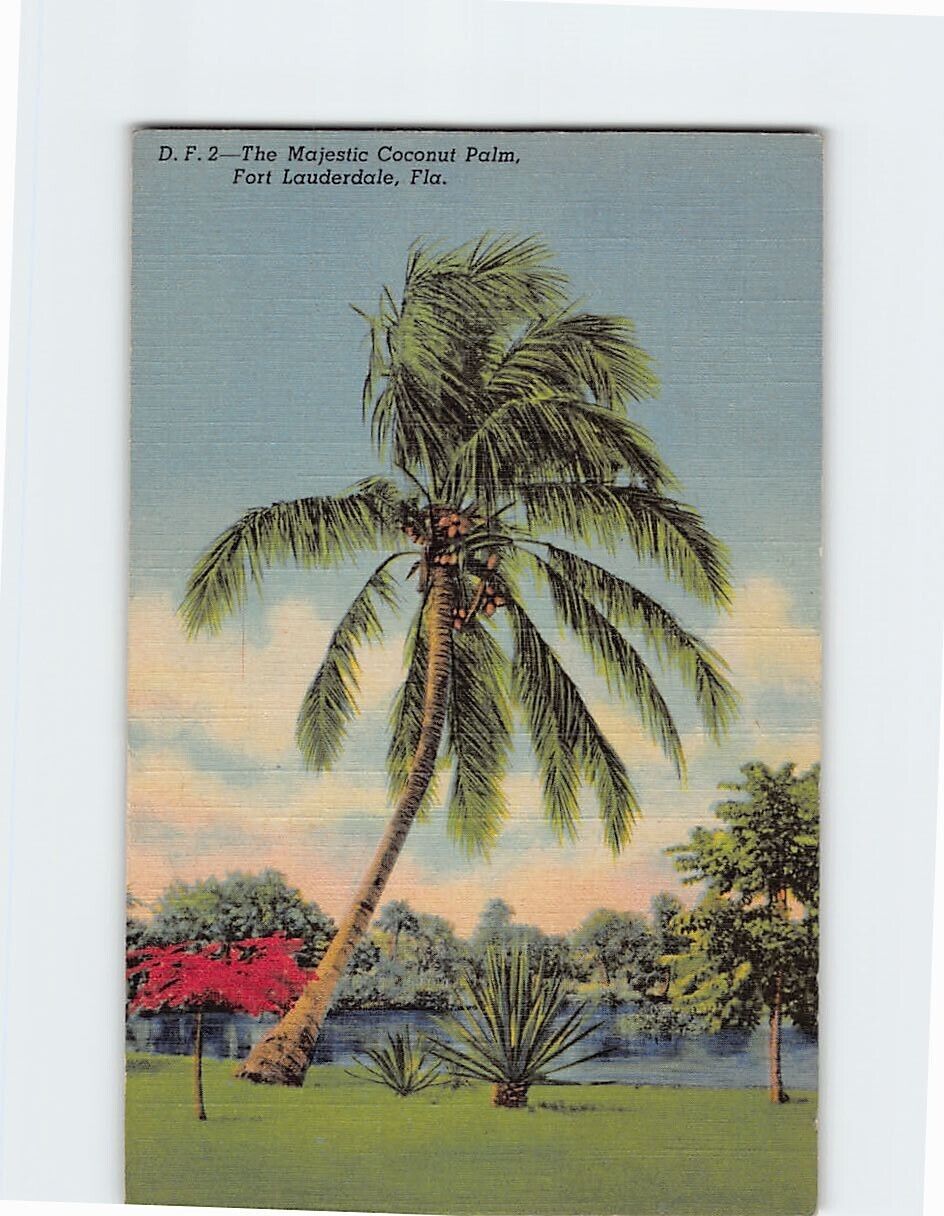 Postcard The Majestic Coconut Palm Fort Lauderdale Florida USA North America