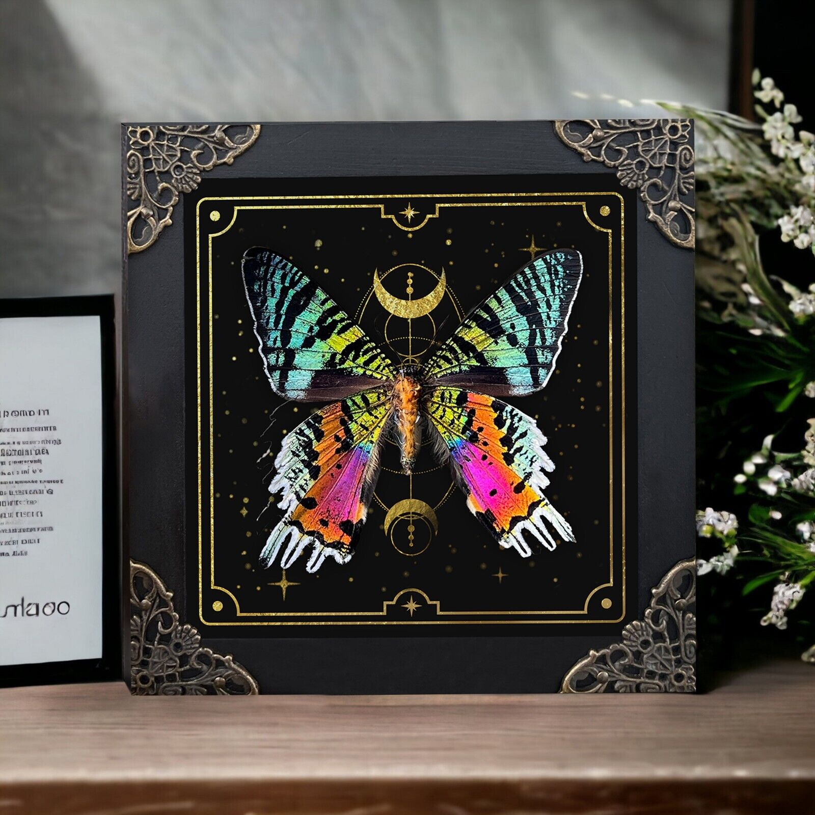 Real Sunset Moth Art Framed Occult Dried Taxidermy Insect Bugs Gothic Decor