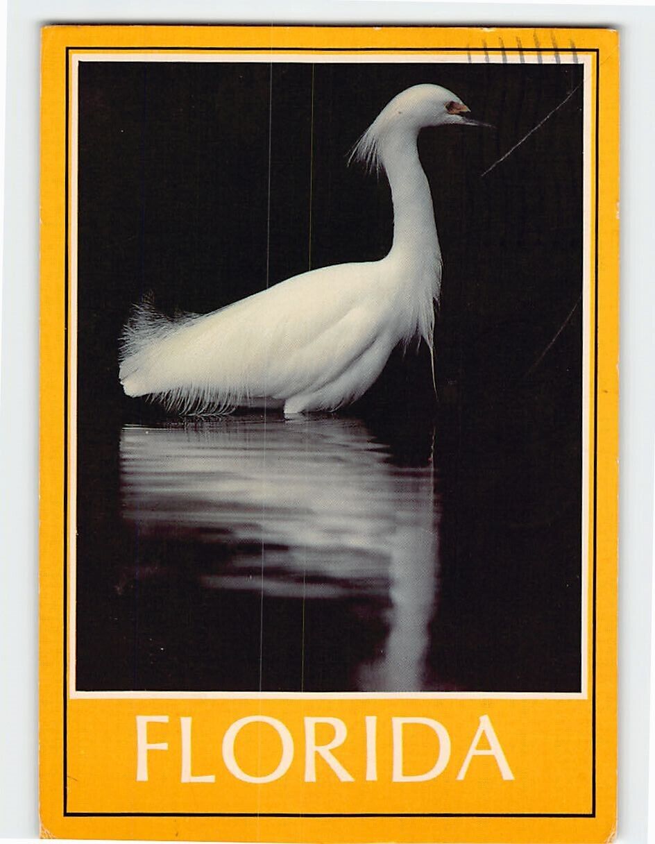 Postcard Great Egret Florida USA