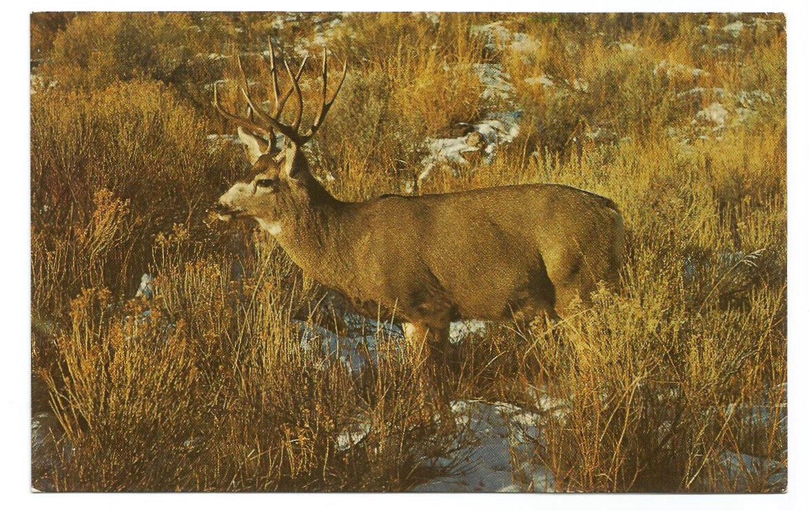 WY Postcard Mule Deer Yellowstone Park