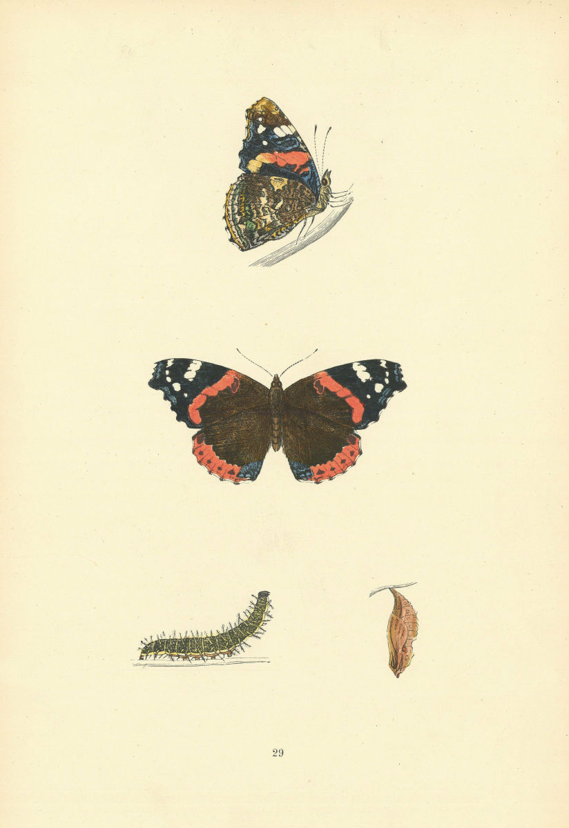 BRITISH BUTTERFLIES. Red Admiral. MORRIS 1893 old antique print picture