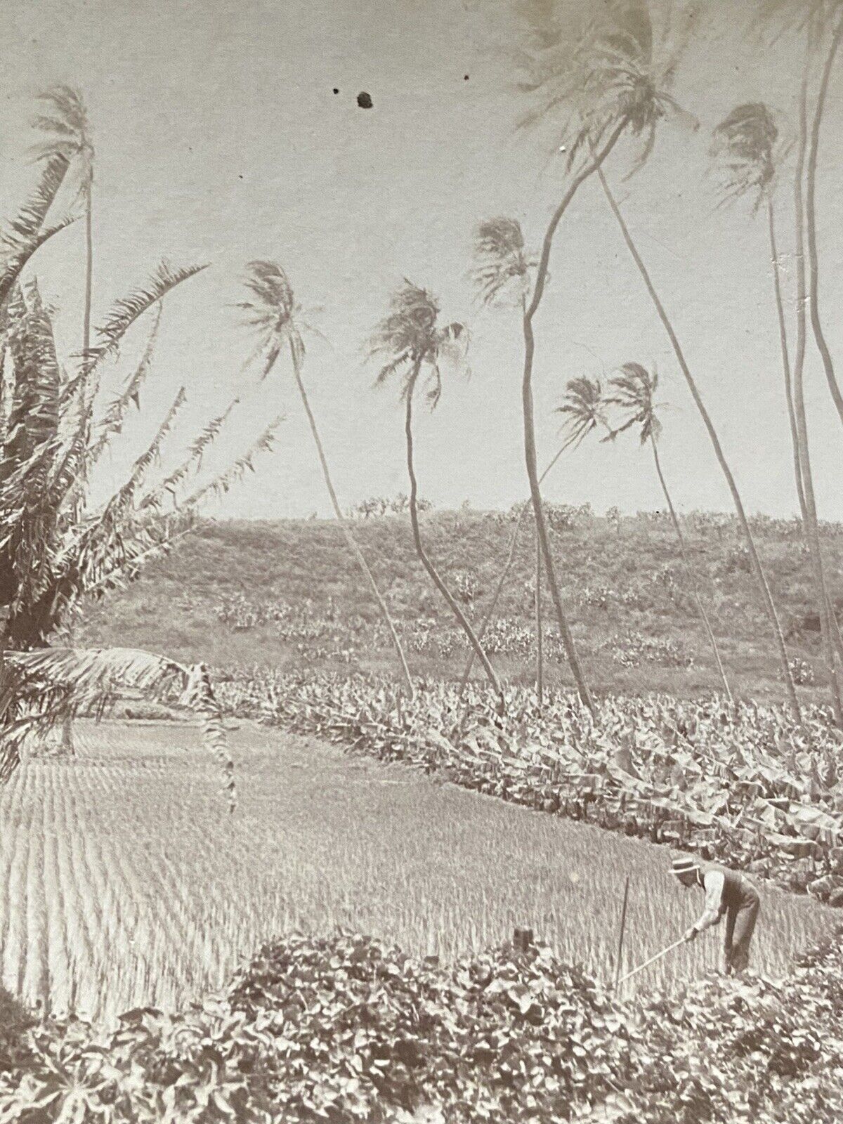 Honolulu Hawaii HI Rice Fields 1901 Stereoview SV Photo
