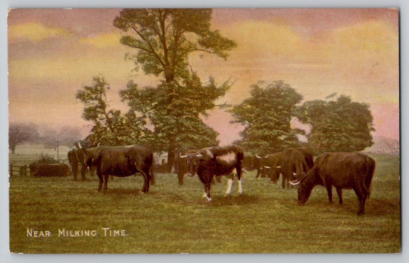 1910s Dairy Cows Field Milking Time Vtg Antique Postcard Weekly Tale Teller