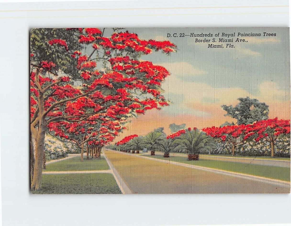 Postcard Hundreds of Royal Poinciana Trees Border S. Miami Avenue Miami Florida